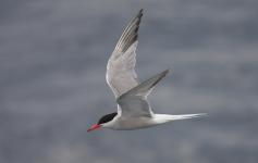 charrn_comn_beneharo_rodriguez_sterna_hirundo