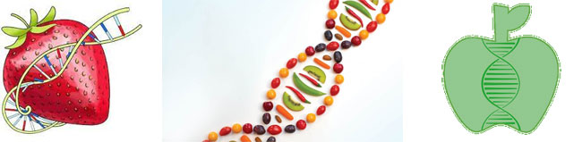 Composición ADN y frutas