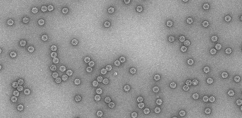 imagenListadoNoticiasINTA