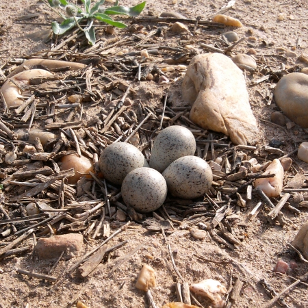 Huevos de Chorlito INTA - Torrejón