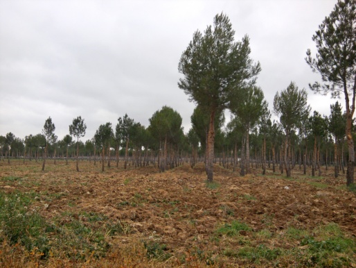Reforestación con Pinus Halepensis en Las Instalaciones de INTA en Torrejón de Ardoz
