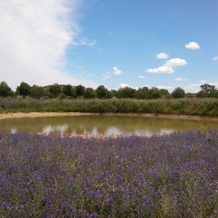 Laguna en INTA - Torrejón