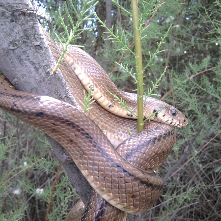 Serpiente en INTA - Torrejón