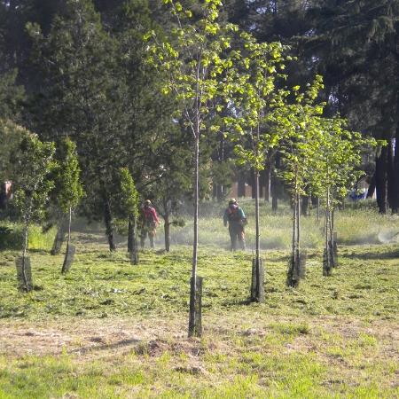 Trabajos forestales