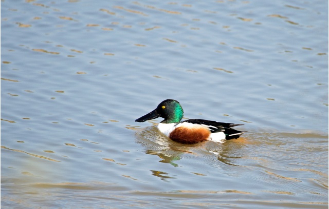 Pato cuchara nadando