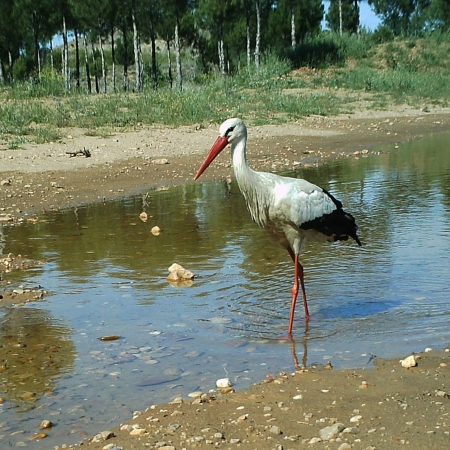 Cigüeña en INTA - Torrejón