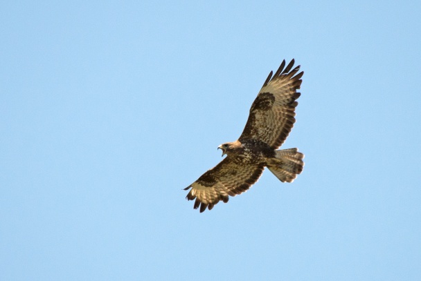 Aguila ratonera sobrevolando la sede Central del NTA en Torrejón de Ardoz