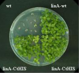 SGCOPLA-4